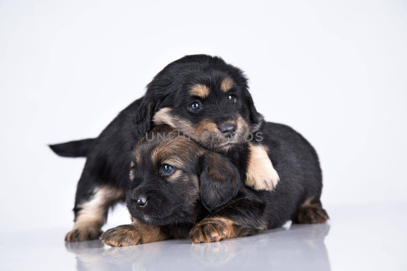 Cute puppies dogs, pet animals concept