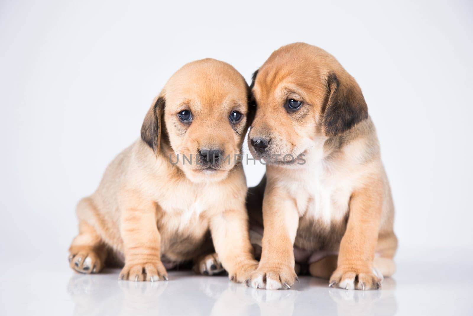 Two dogs  on a white background