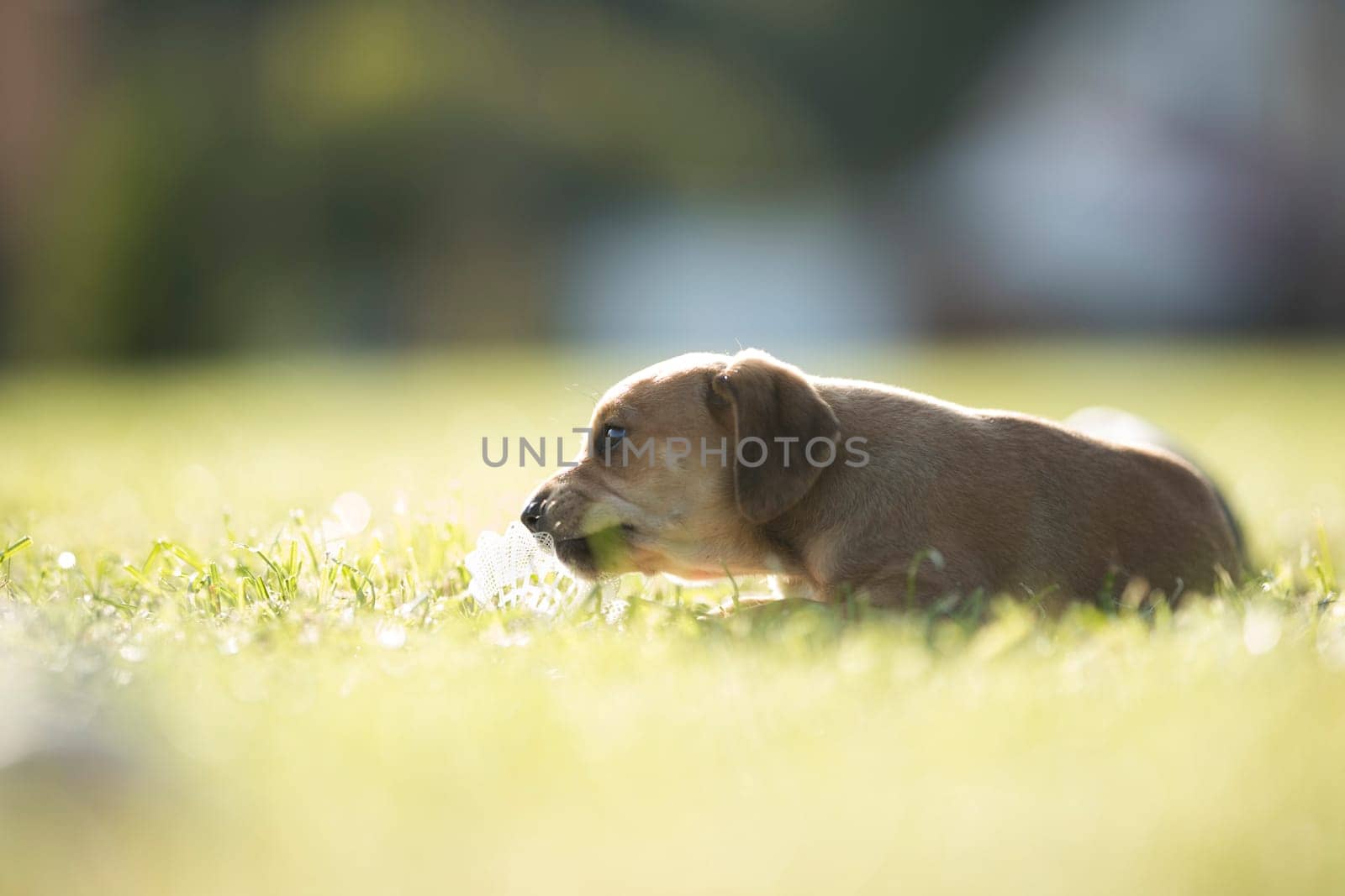 Puppy dog on the grass