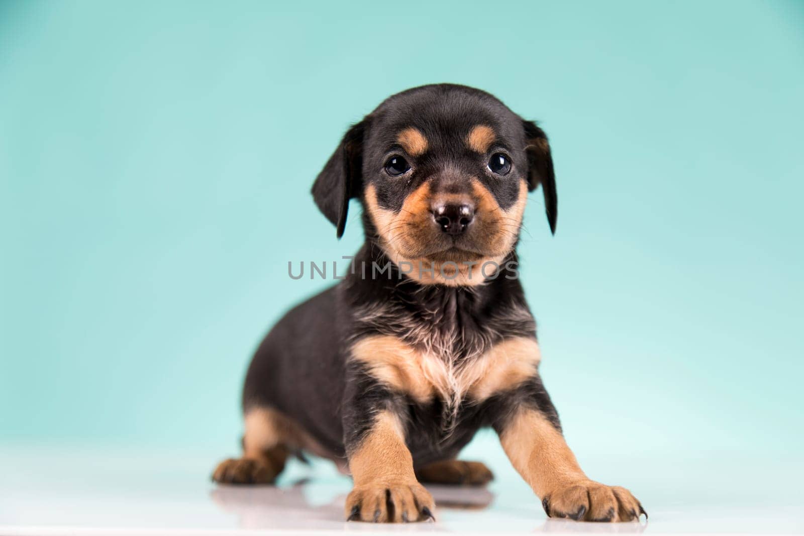 Pet, Little puppy dog, animals concept