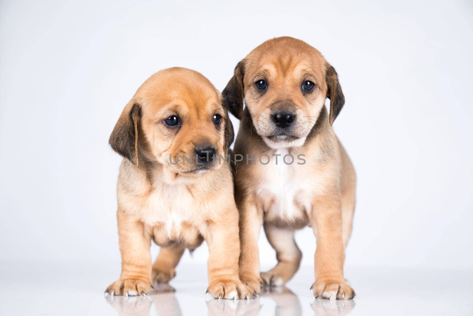 A beautiful little dog on a white background