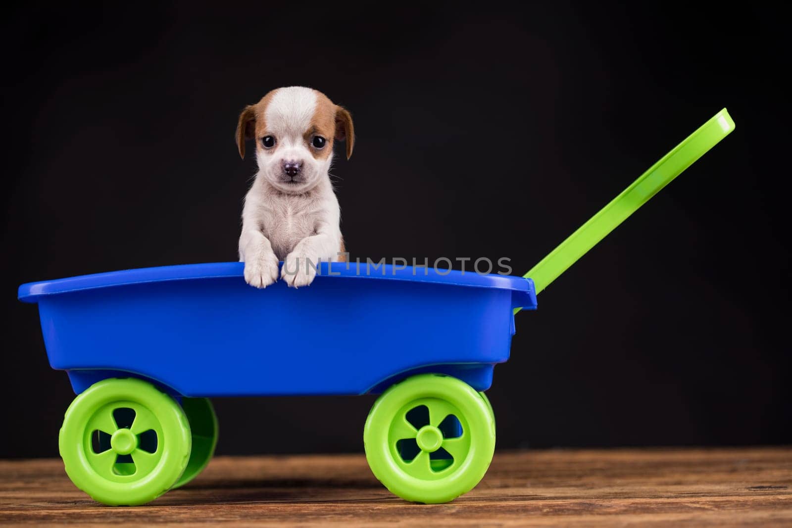 Little cute dog in a toy car