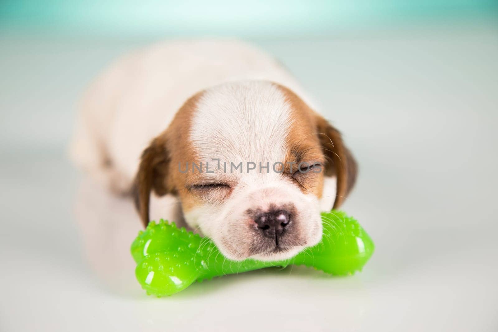 Dog sleeps with a rubber bone