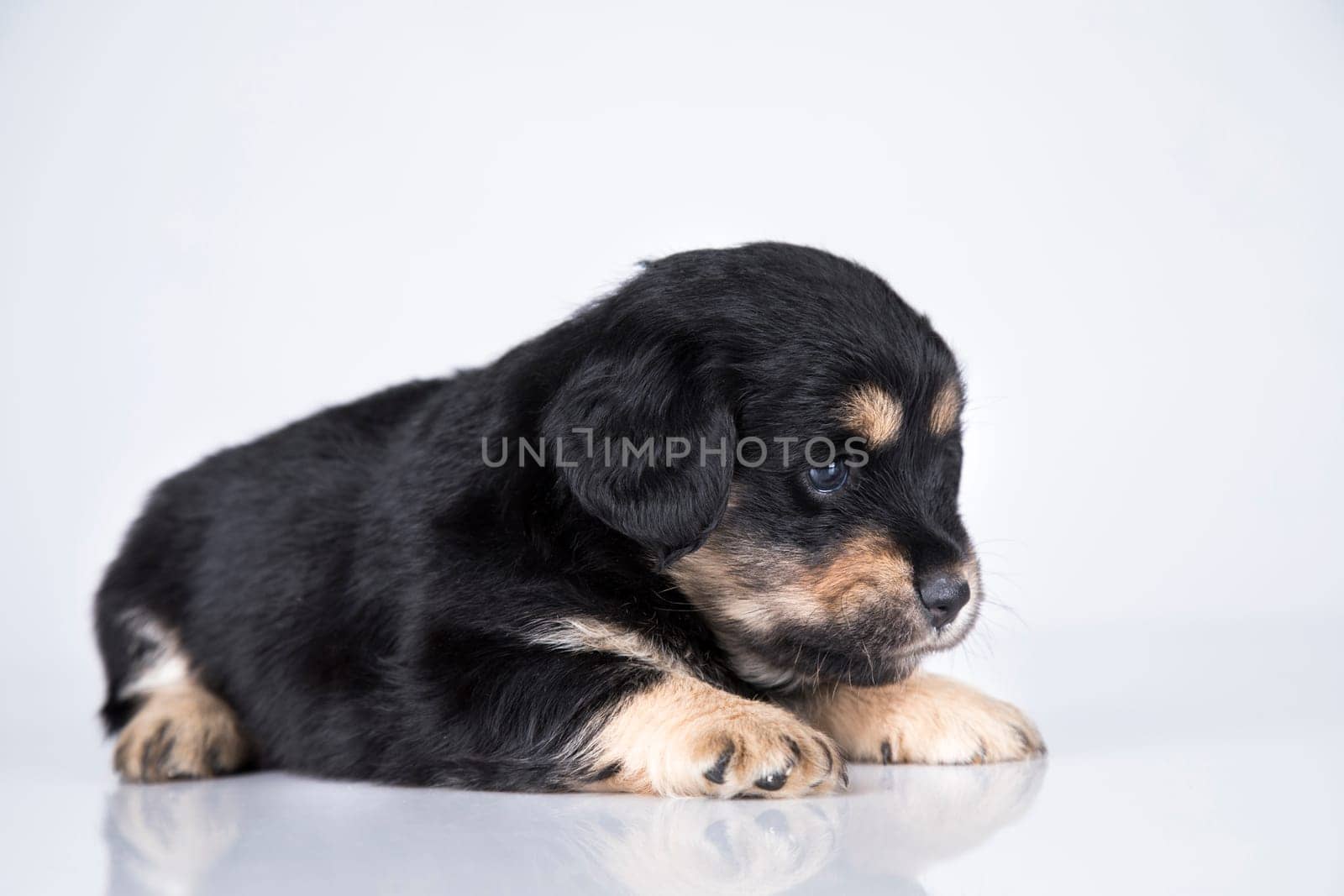 A small dog on a white background