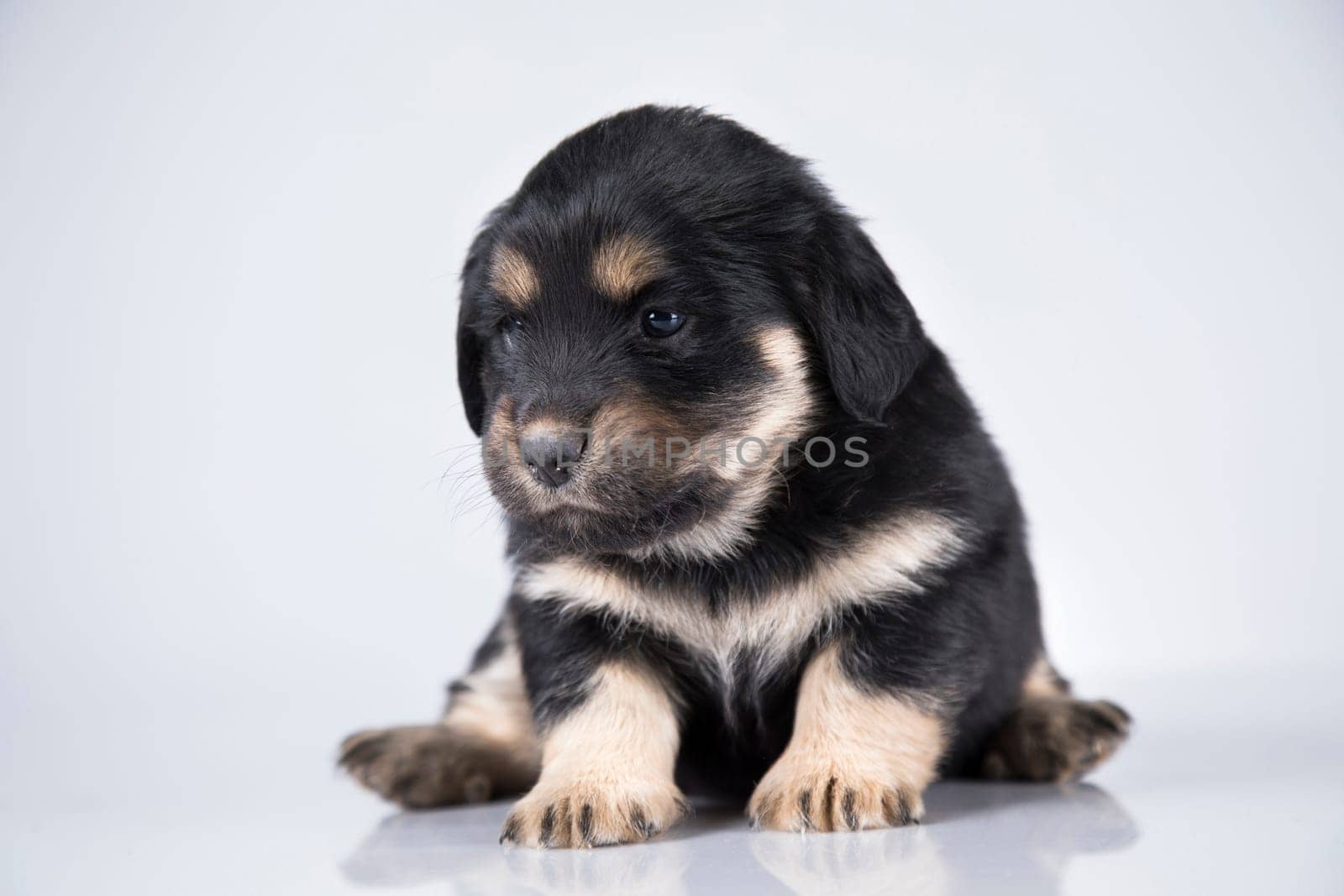 Little dog on a white background