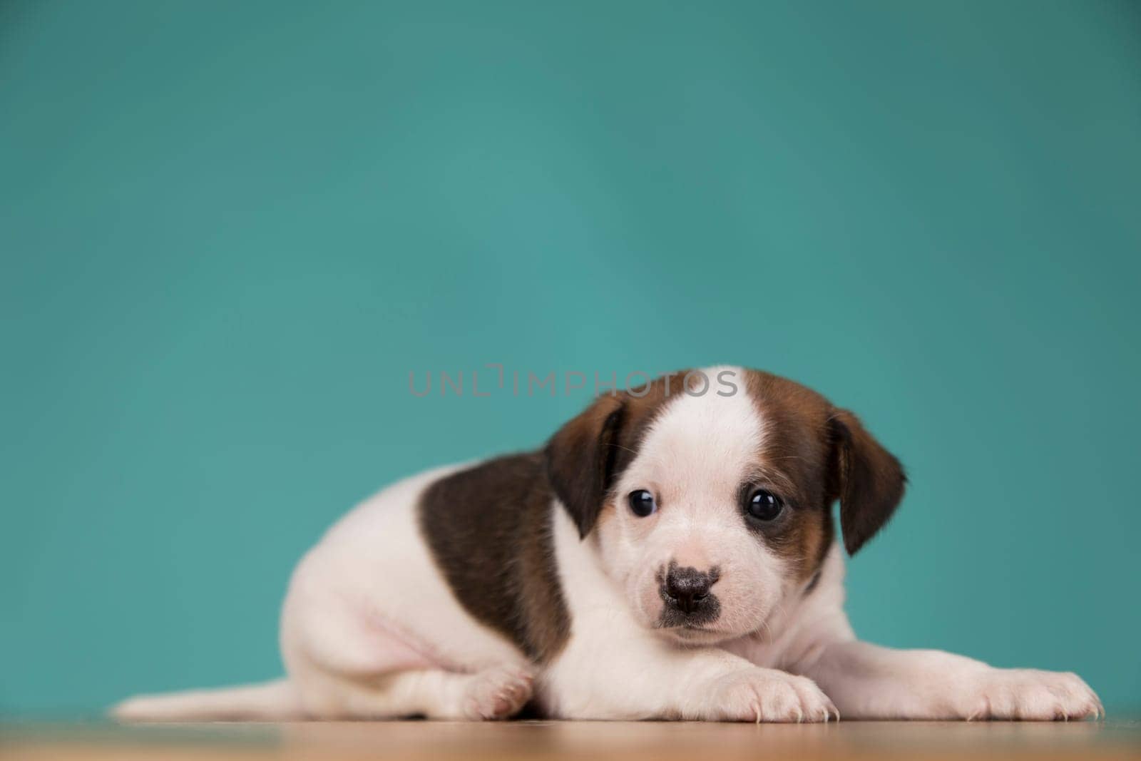 Cute puppy dog, animals concept