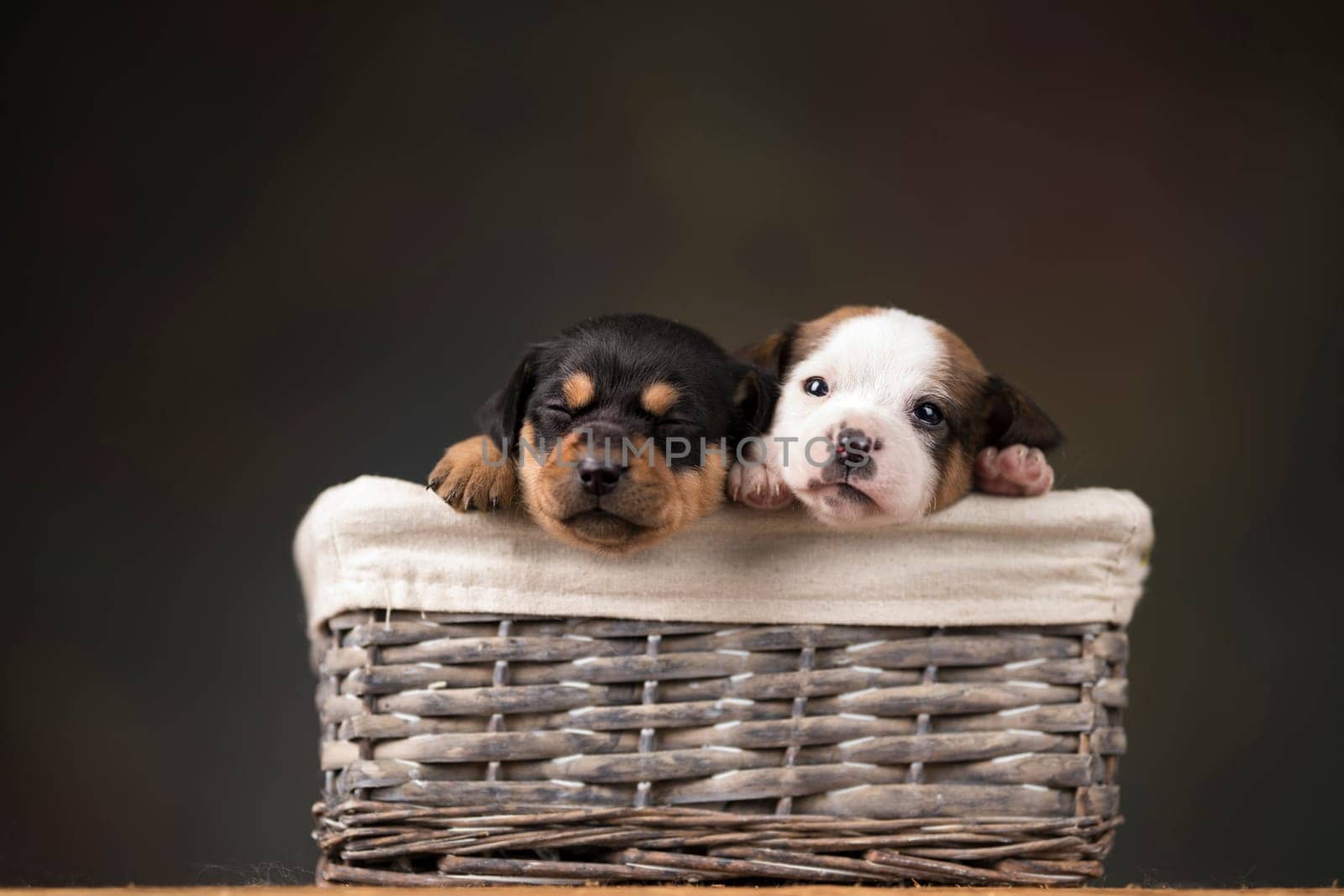 Little dogs in a wicker basket