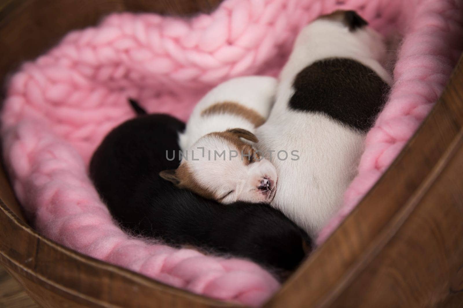Love, Puppies dog sleeps on a blanket