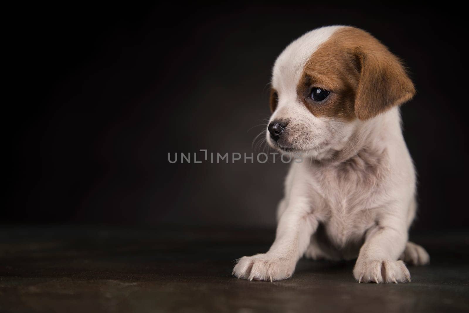 Dog on a black background