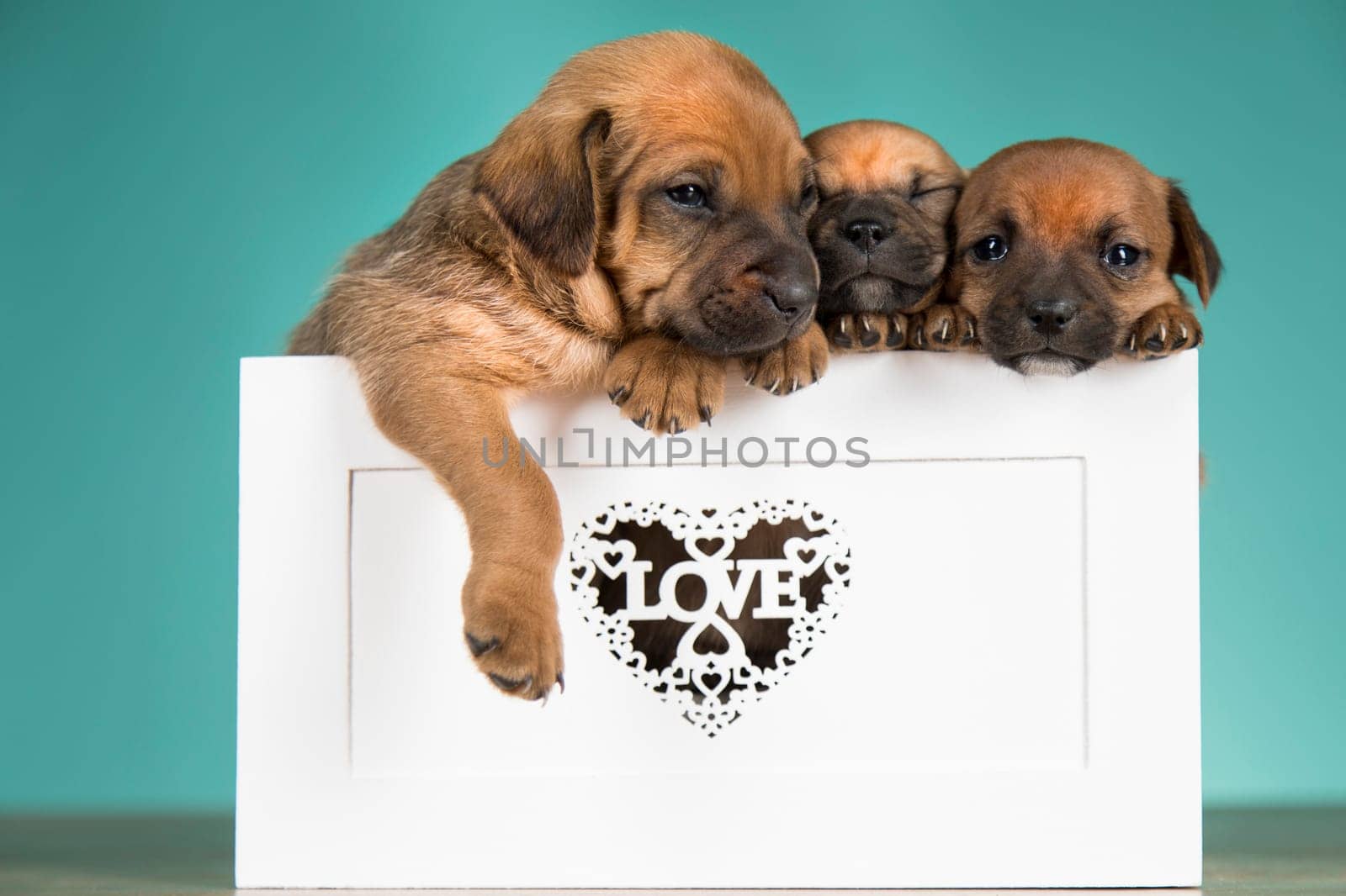 Love little dogs in are wooden deck