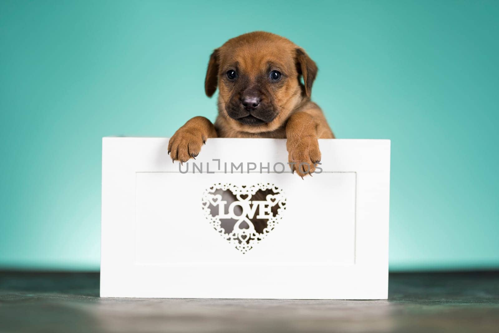 Love little dogs in are wooden deck