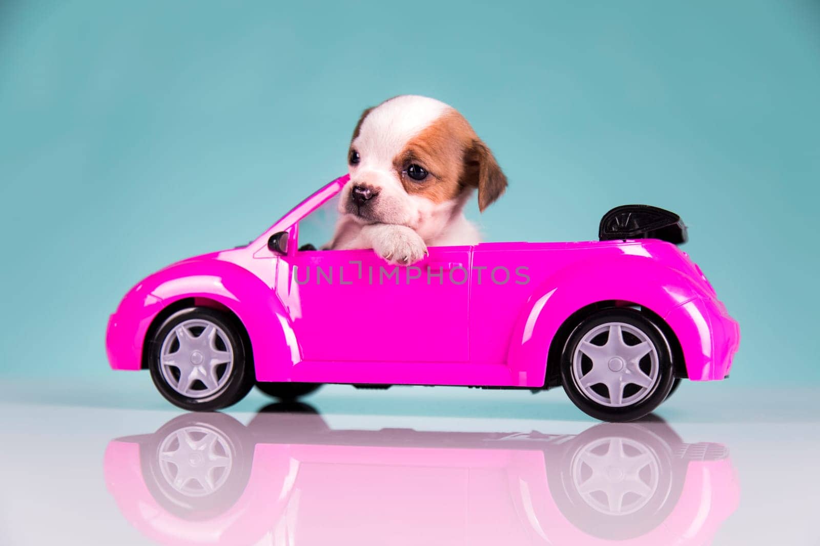 A little dog in a pink car