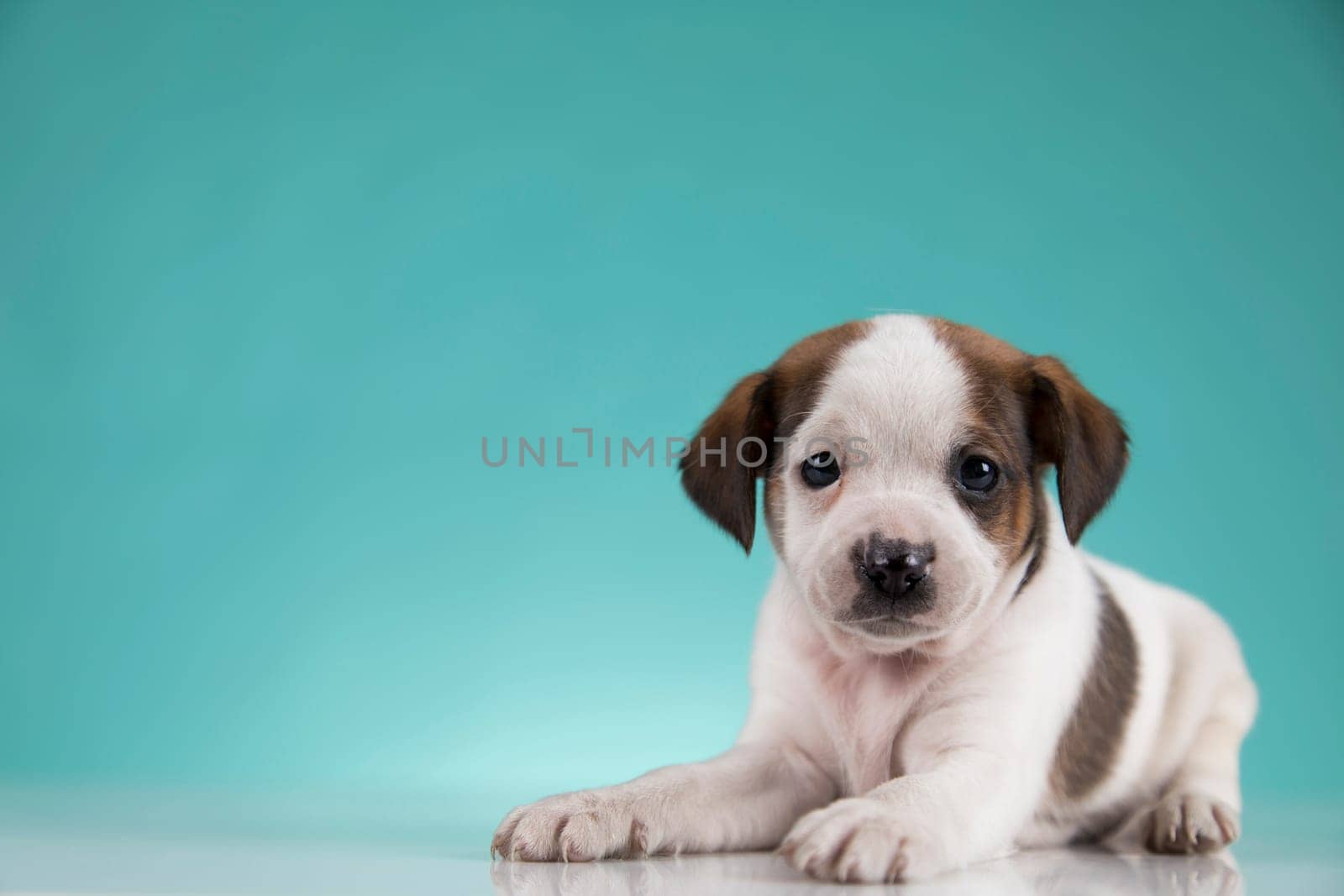 Little puppy dogs, animals concept
