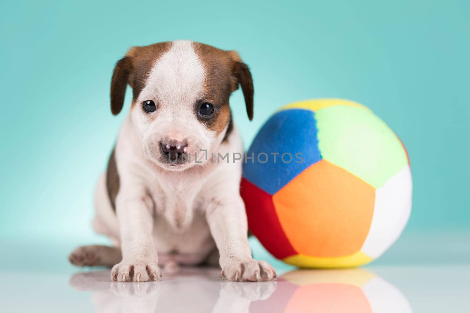 A happy puppy is playing with a ball