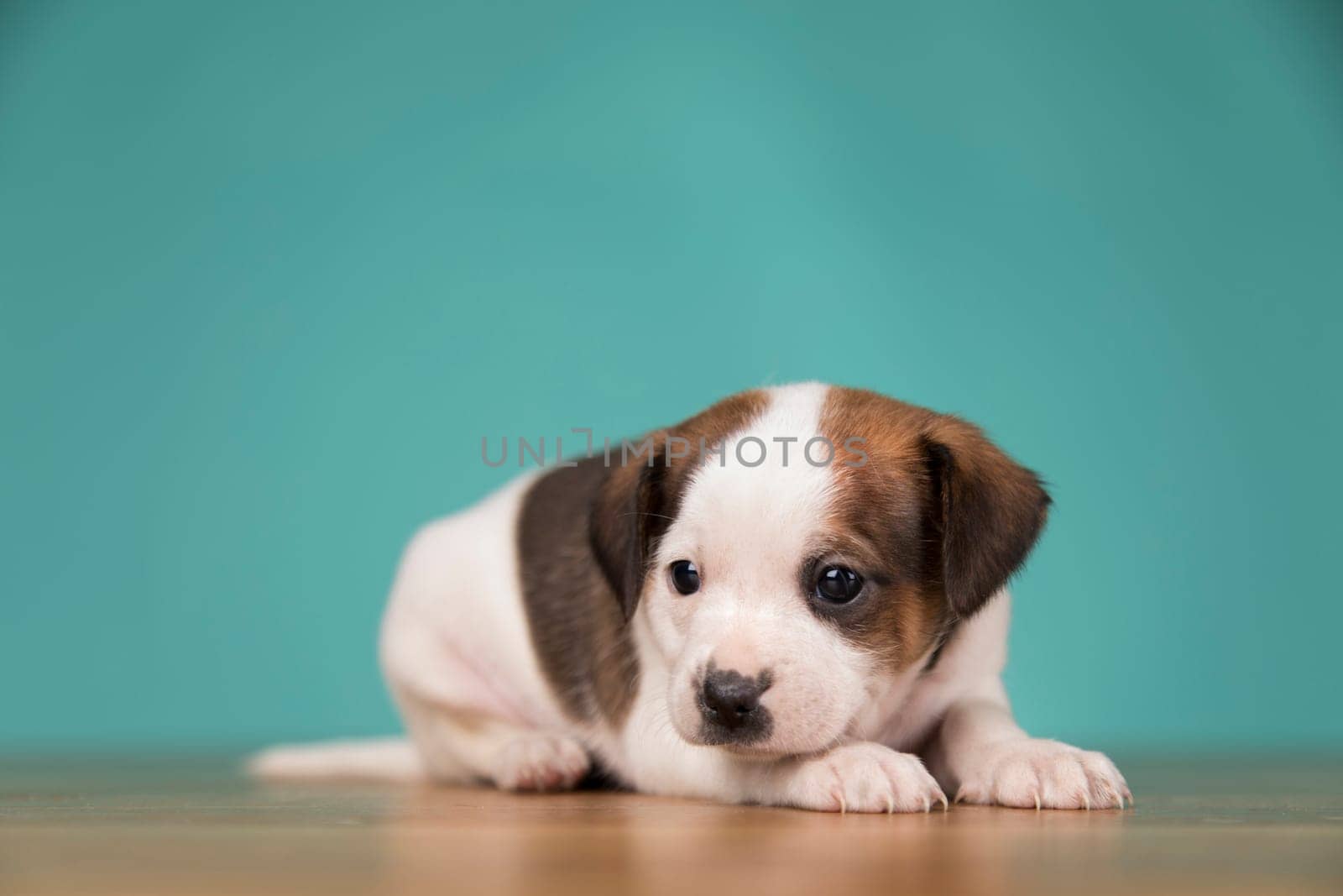 Little puppy dogs, animals concept