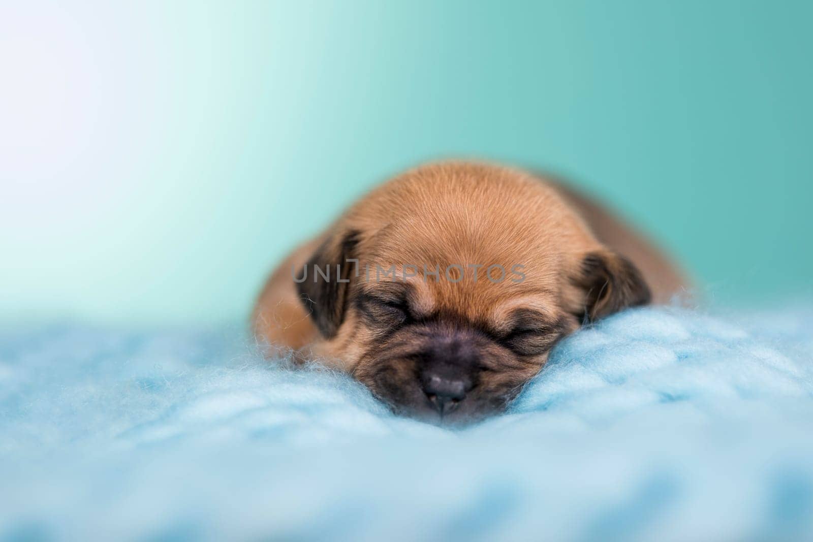 A beautiful little dog sleeps on a blanket