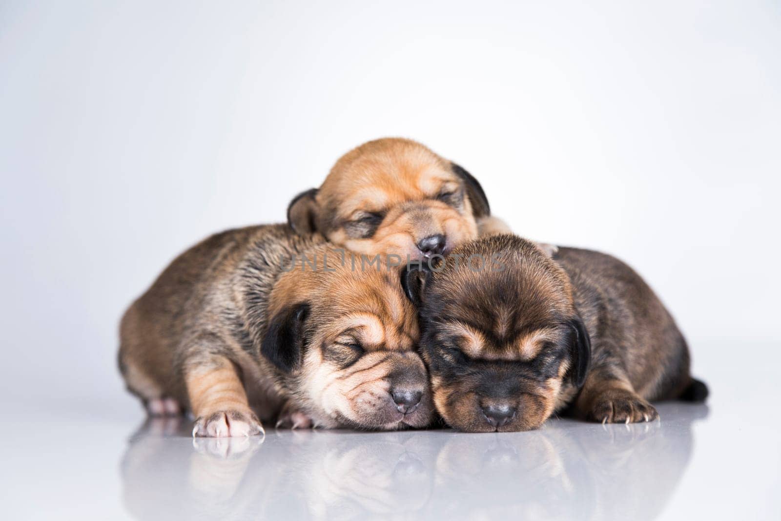 A small dogs, sleep on a white background