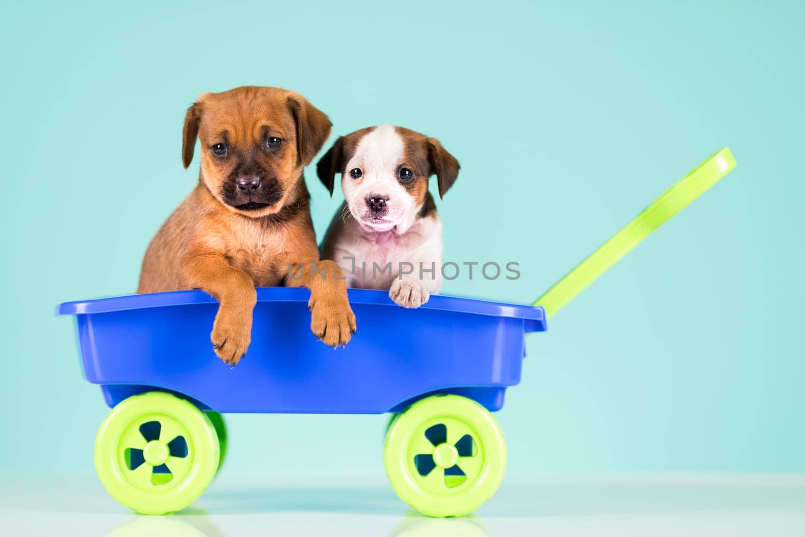 Beautiful little puppies in a toy wagon