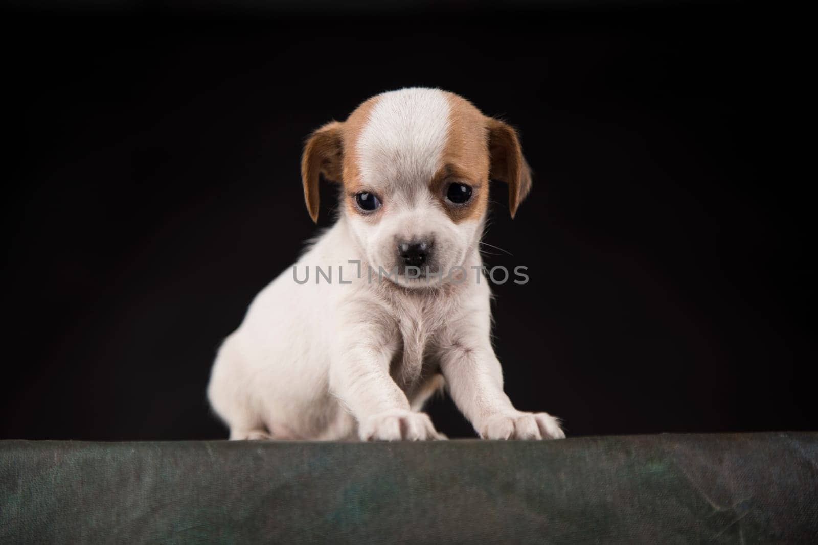 Little Puppy dog in a black background