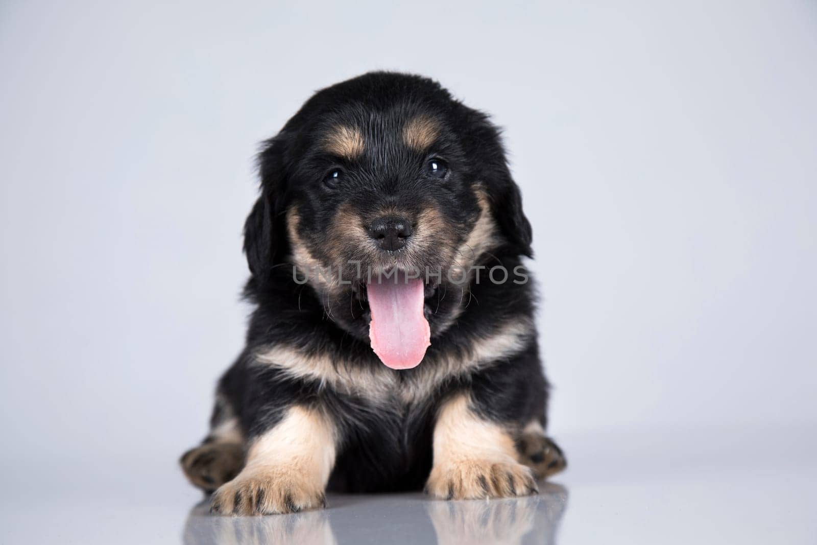 Little dog on a white background