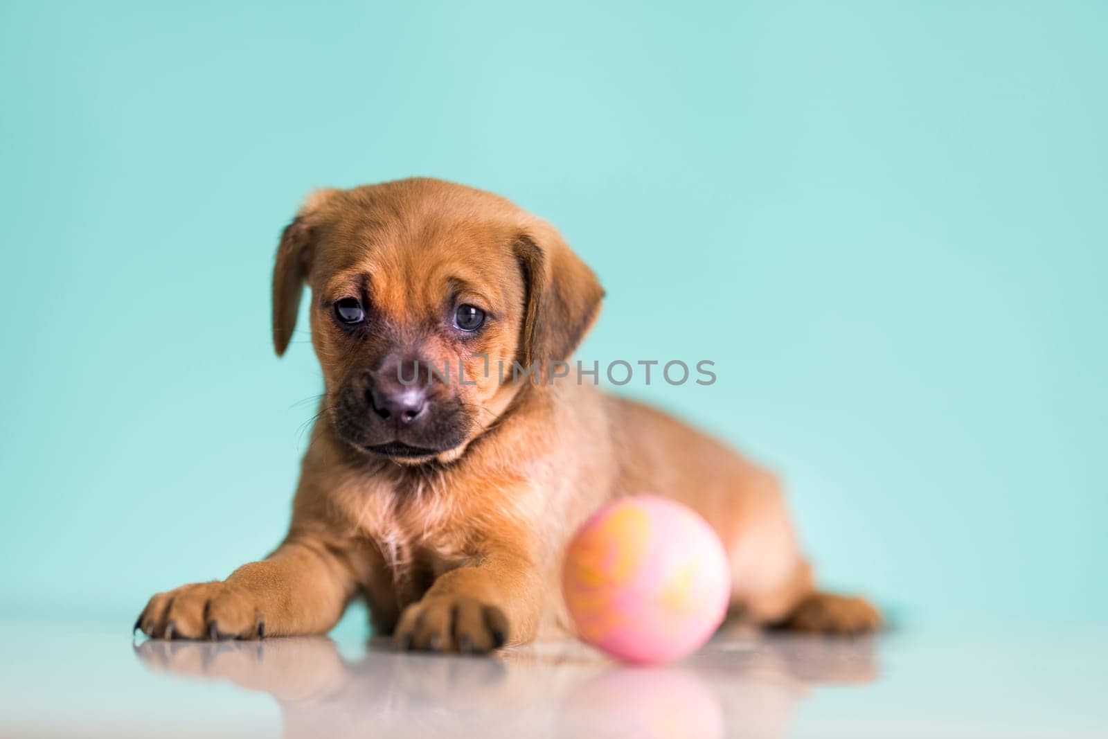 A happy puppy is playing with a ball