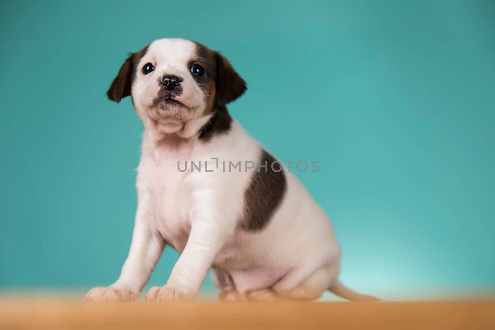 Little puppy dogs, animals concept