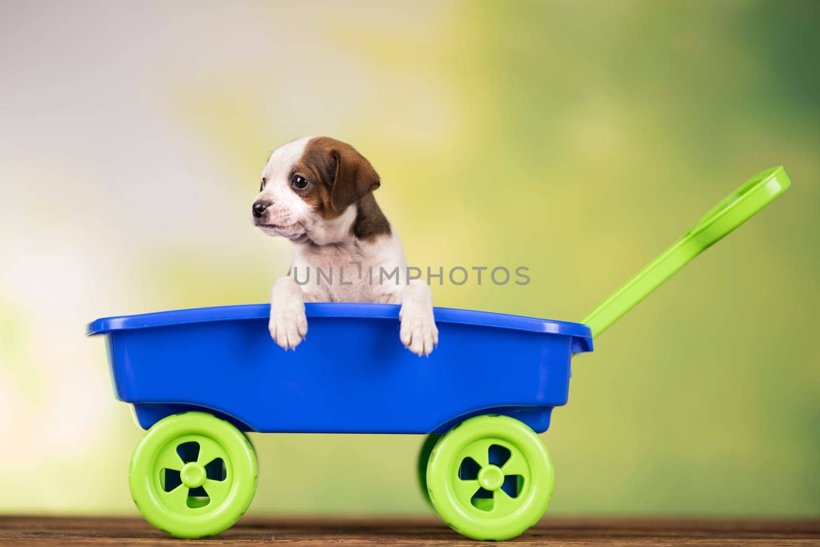 Little cute dog in a toy car
