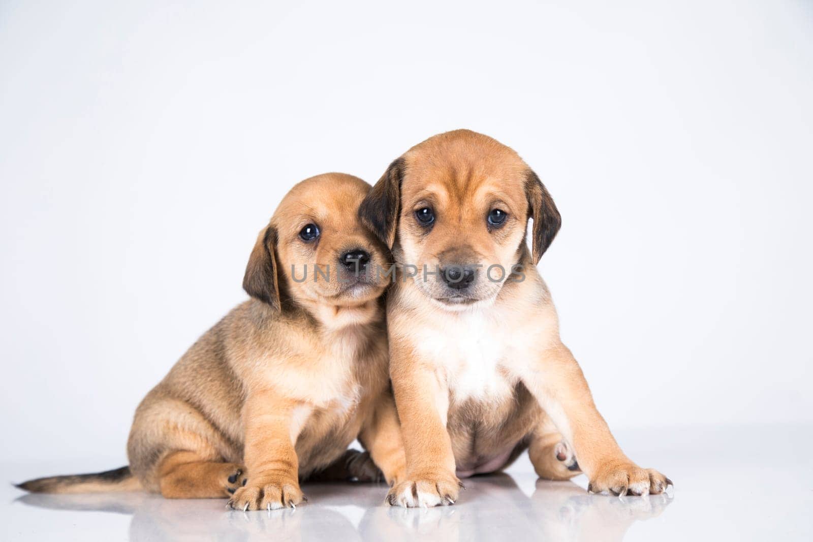 Two dogs, Pet, animals concept