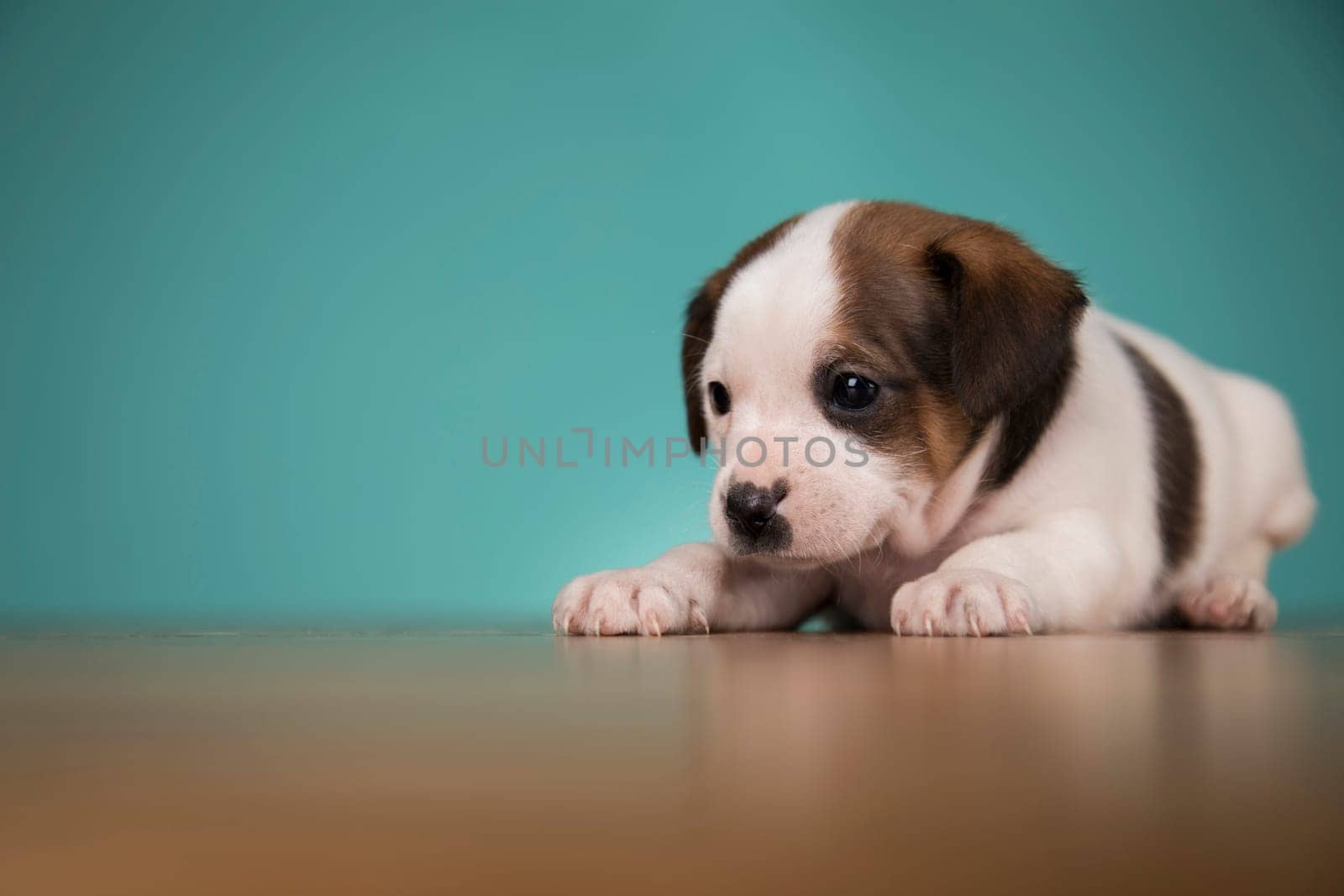 Cute puppy dog, animals concept