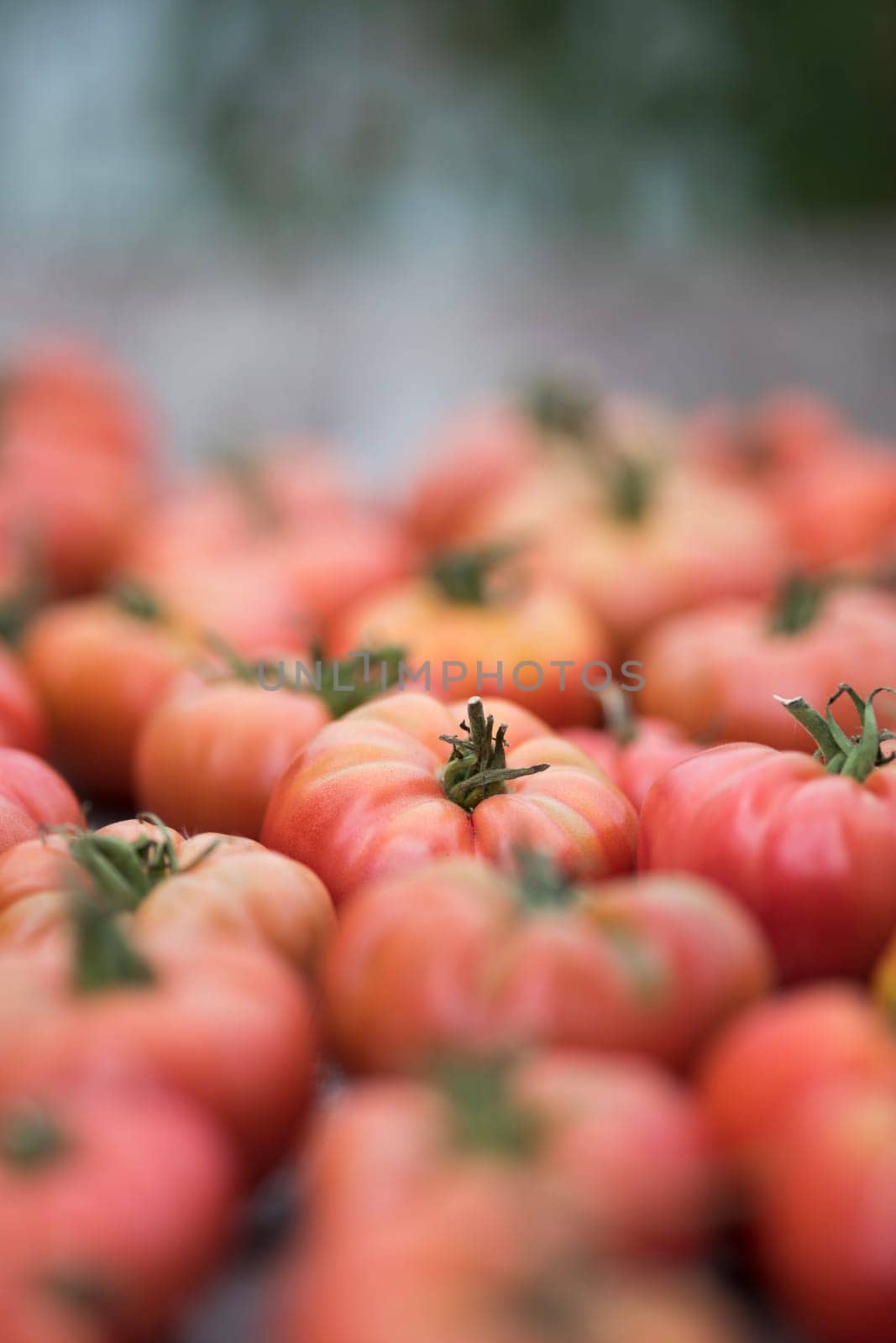 Vegetables, tomatoes on wooden desk