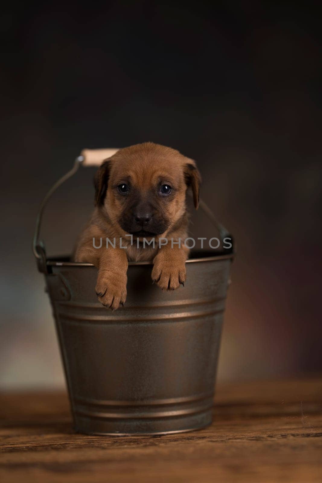 A small dog in a metal bucket
