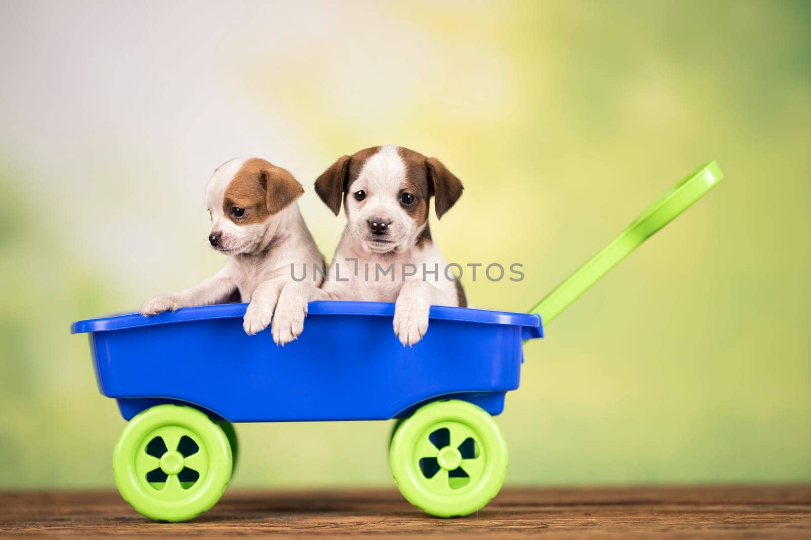 Cute doggies in a toy wagon