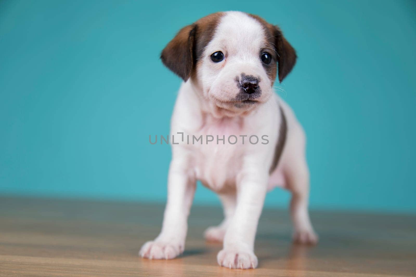 Cute puppy dog, animals concept
