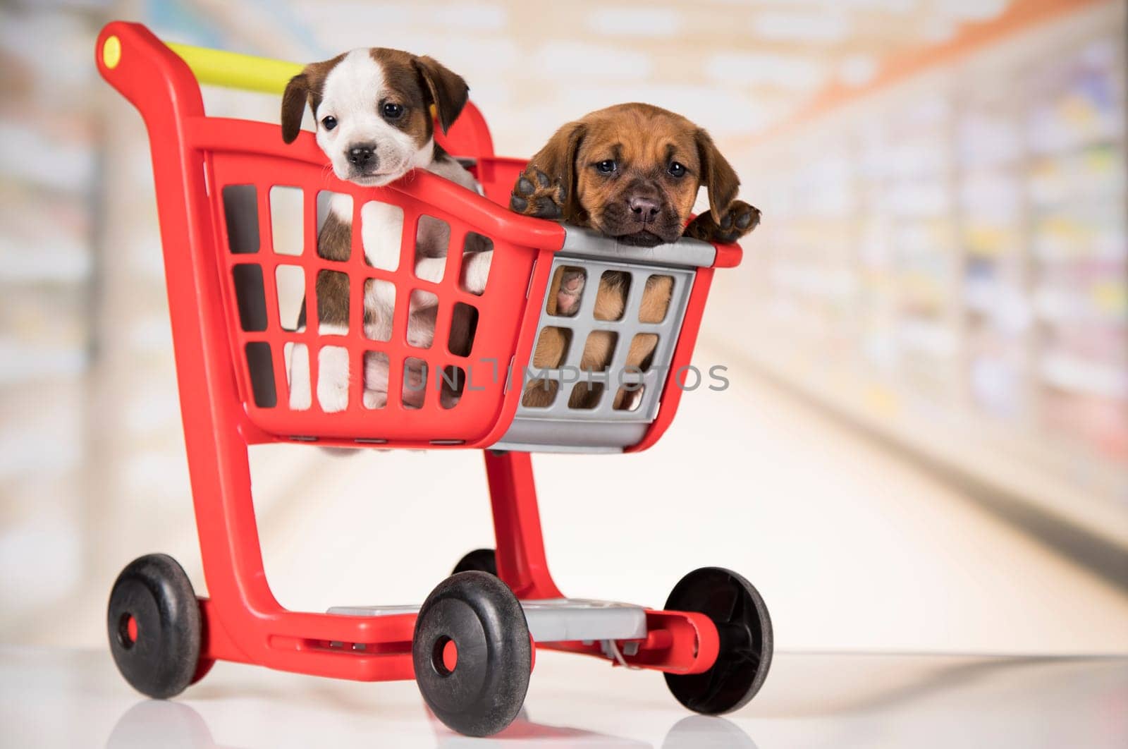Cute doggies in a shopping cart