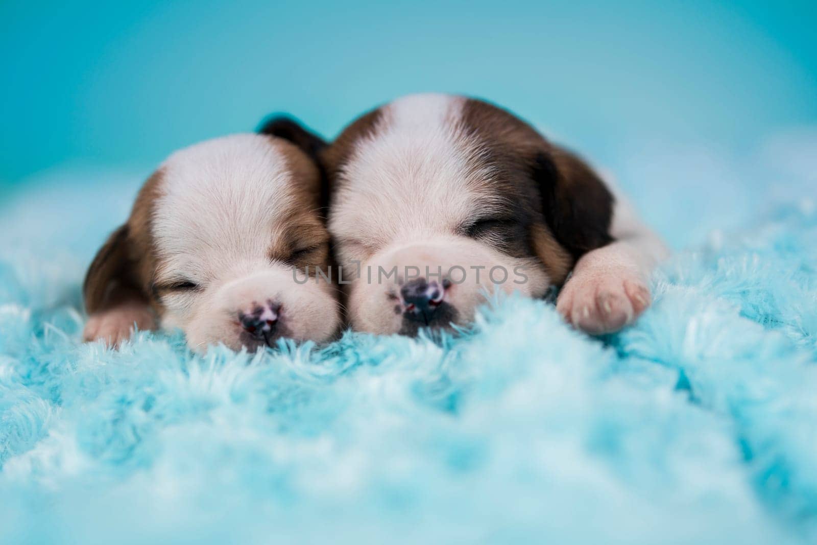 Dogs on a sleeps on a blanket