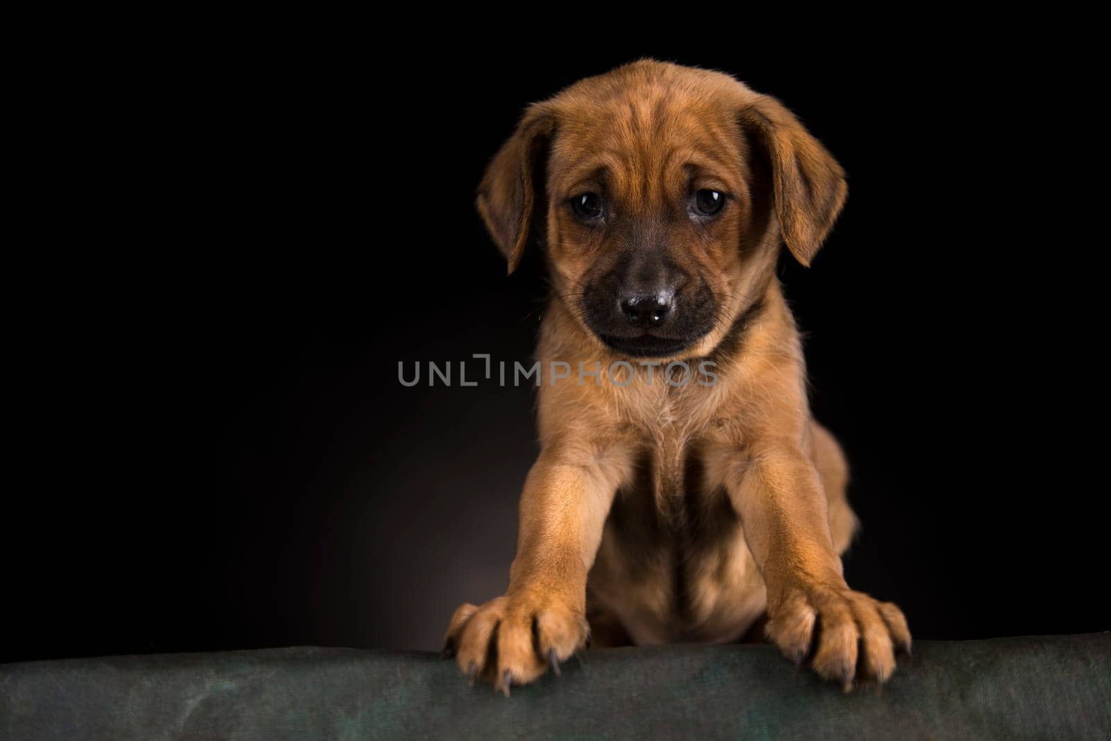 Dog on a black background