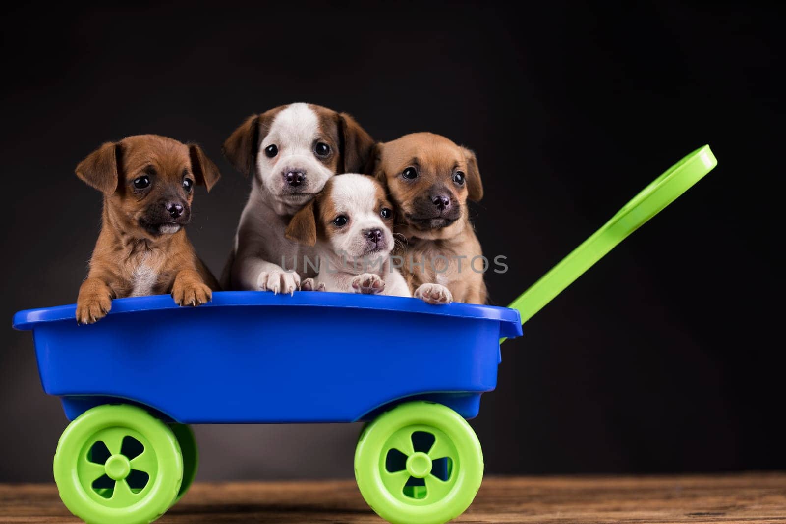 Beautiful little puppies in a toy wagon