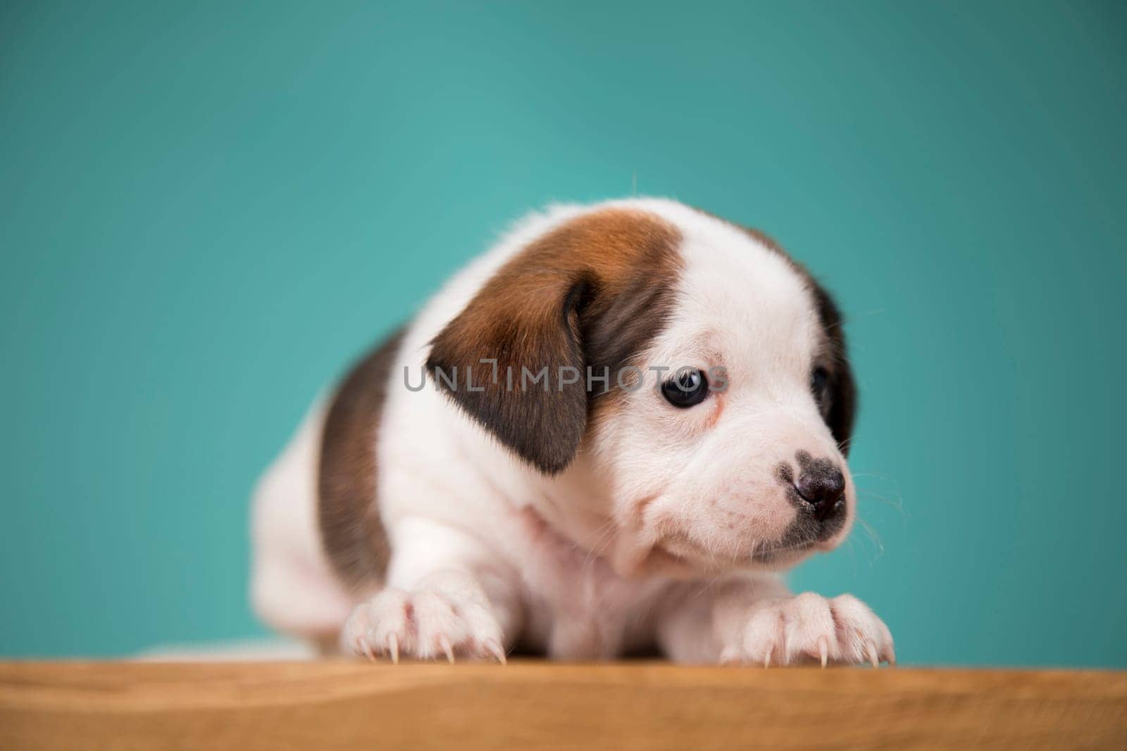 Little puppy dogs, animals concept