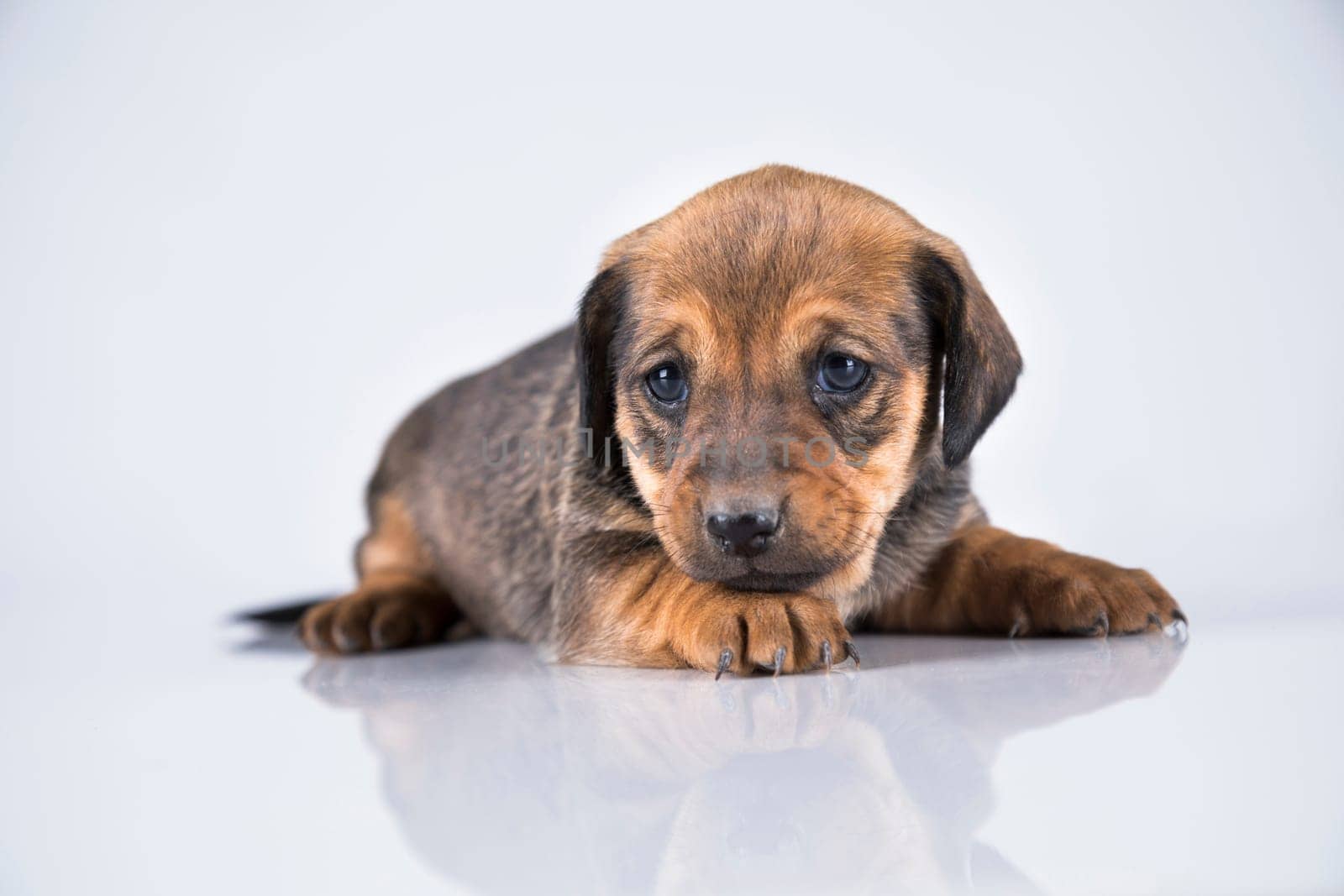 A small dog on a white background