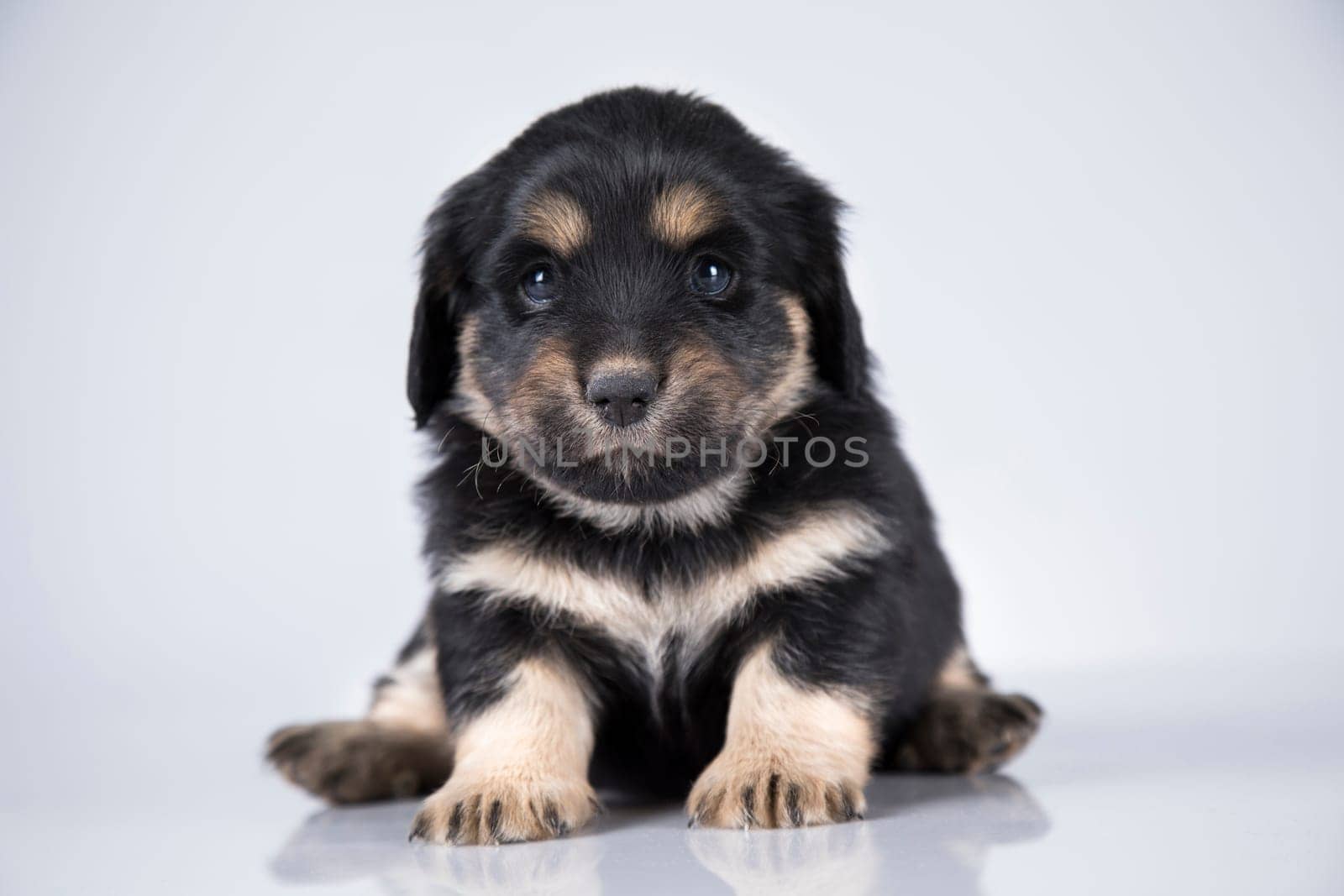 A small dog on a white background