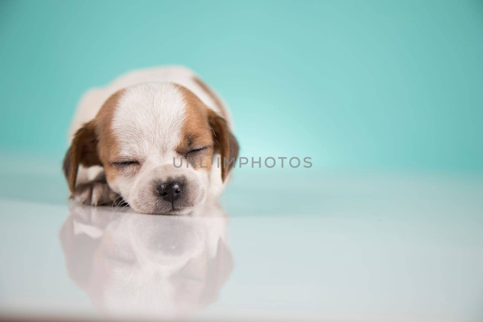 Small happy dog are sleeping