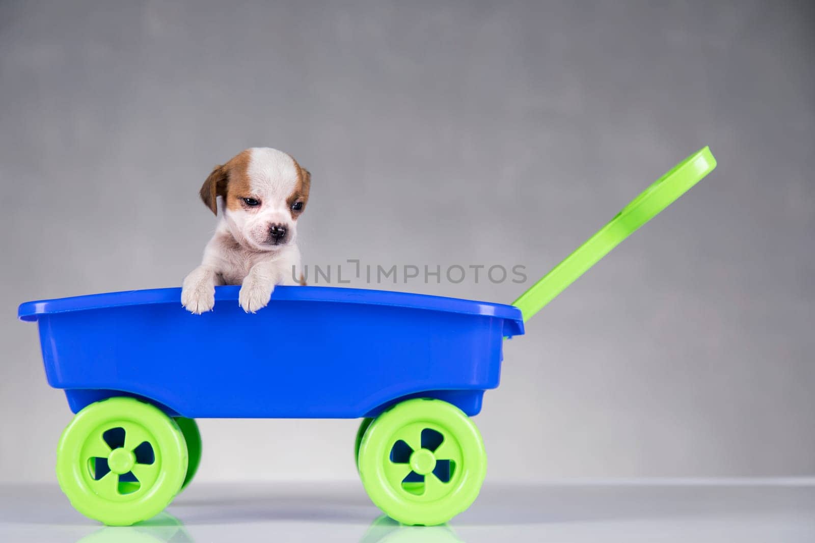 Little dog in a toy wagon