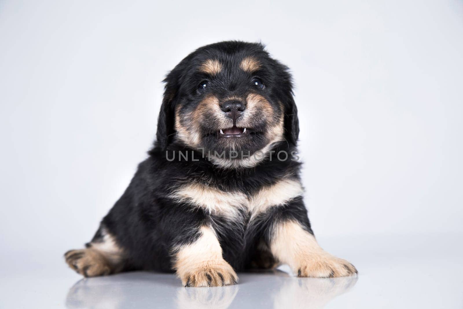 Little dog on a white background