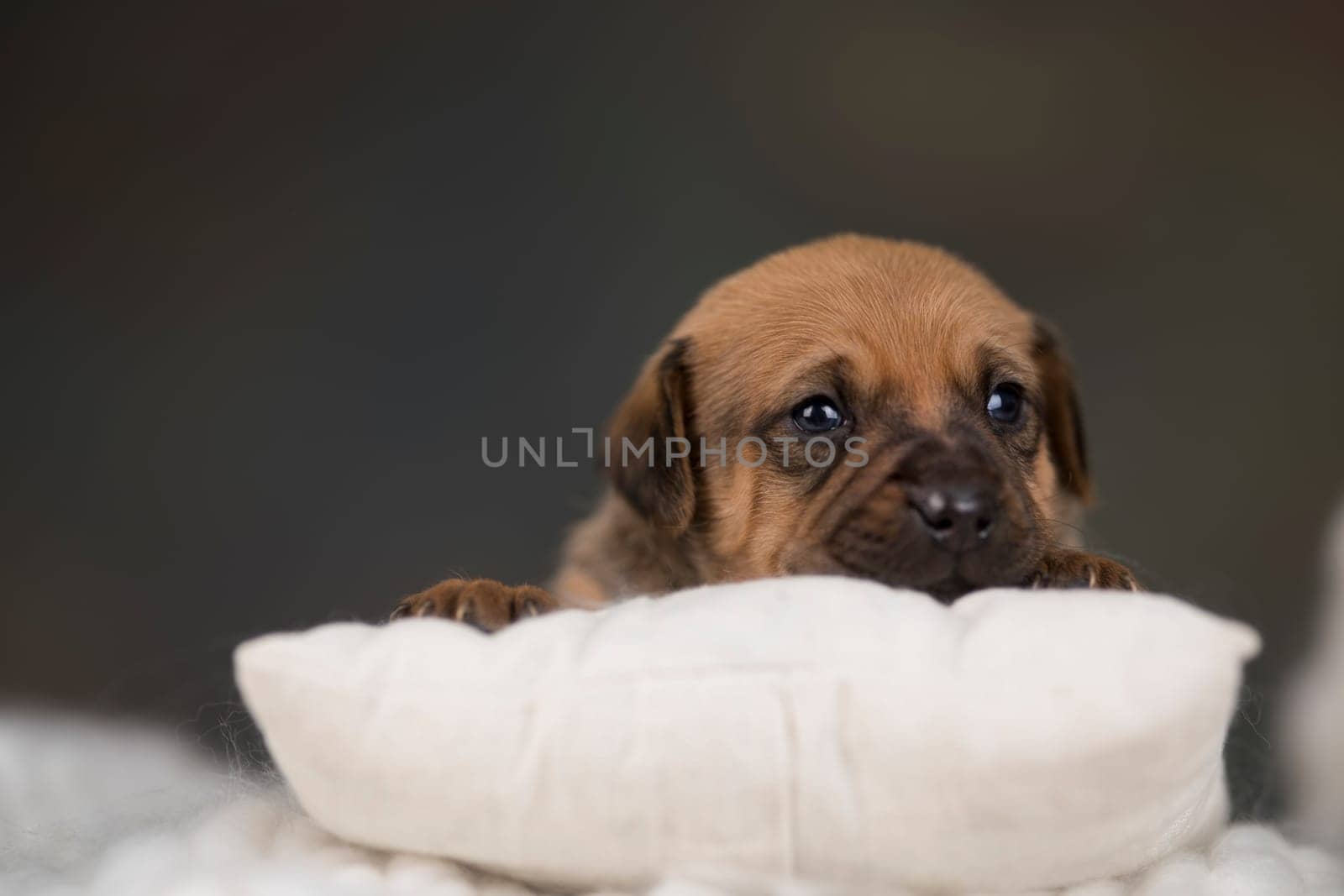 Dog sleep on a small wooden bed
