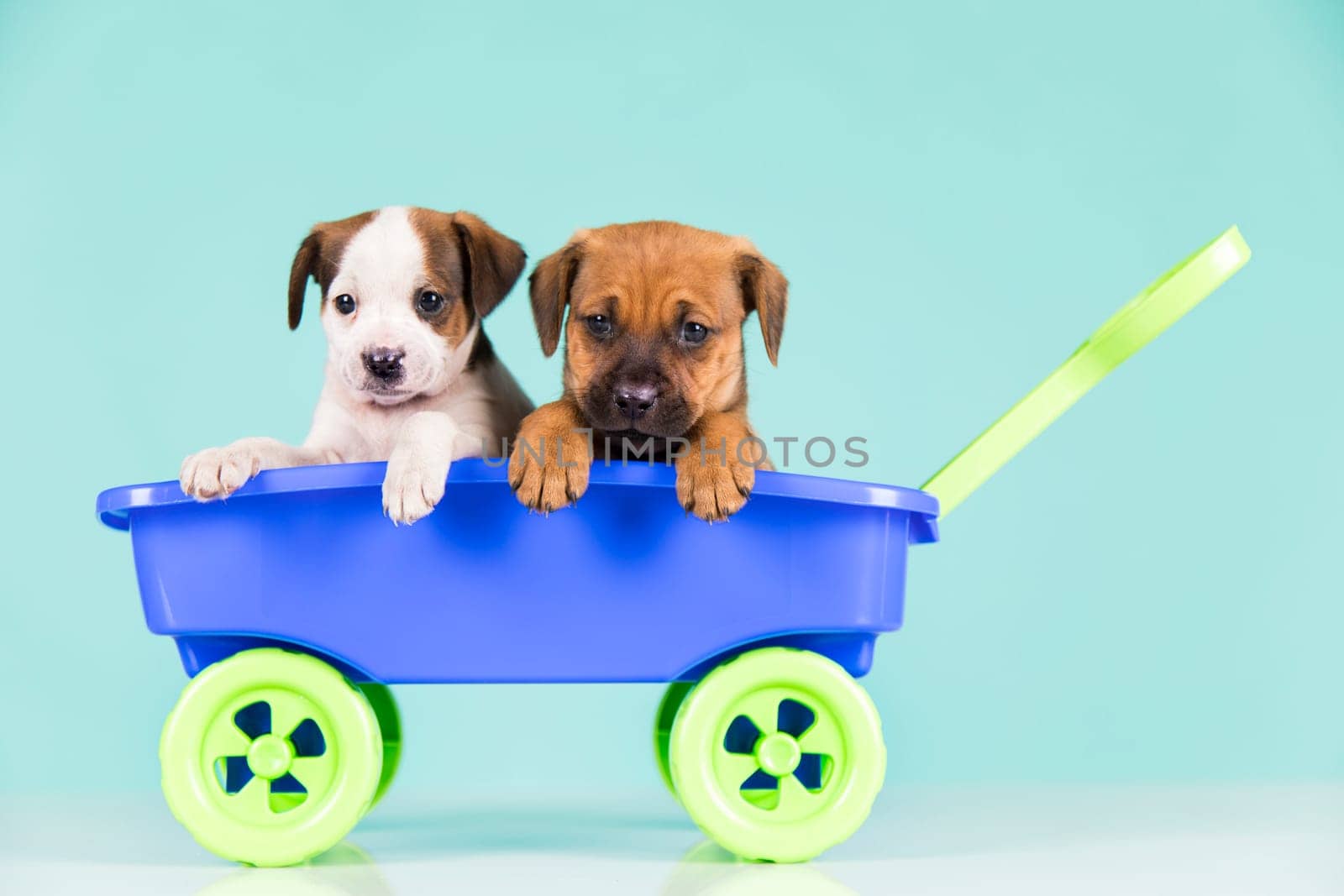 Cute doggies in a toy wagon