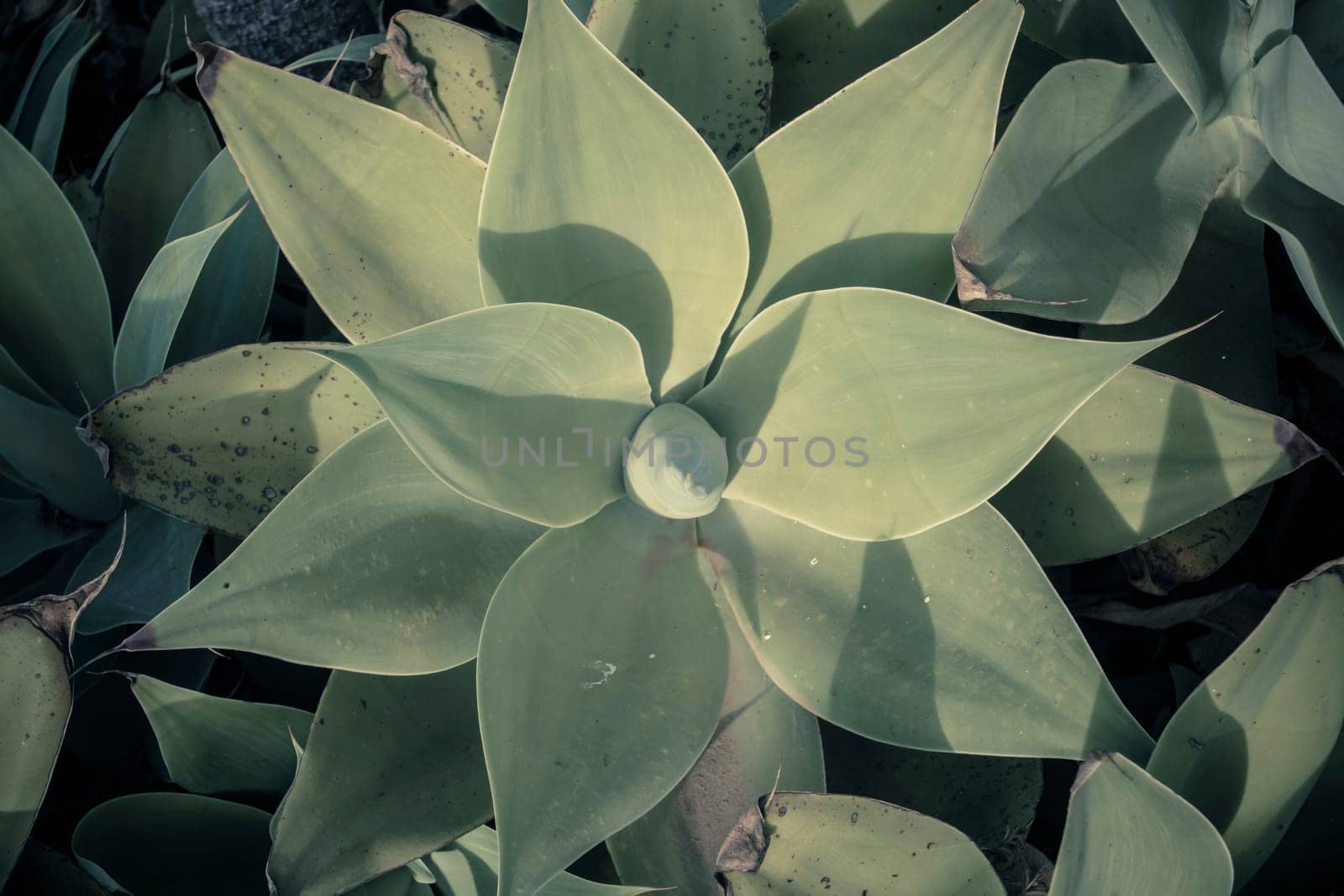 Directly above shot of a foxtail agave plant