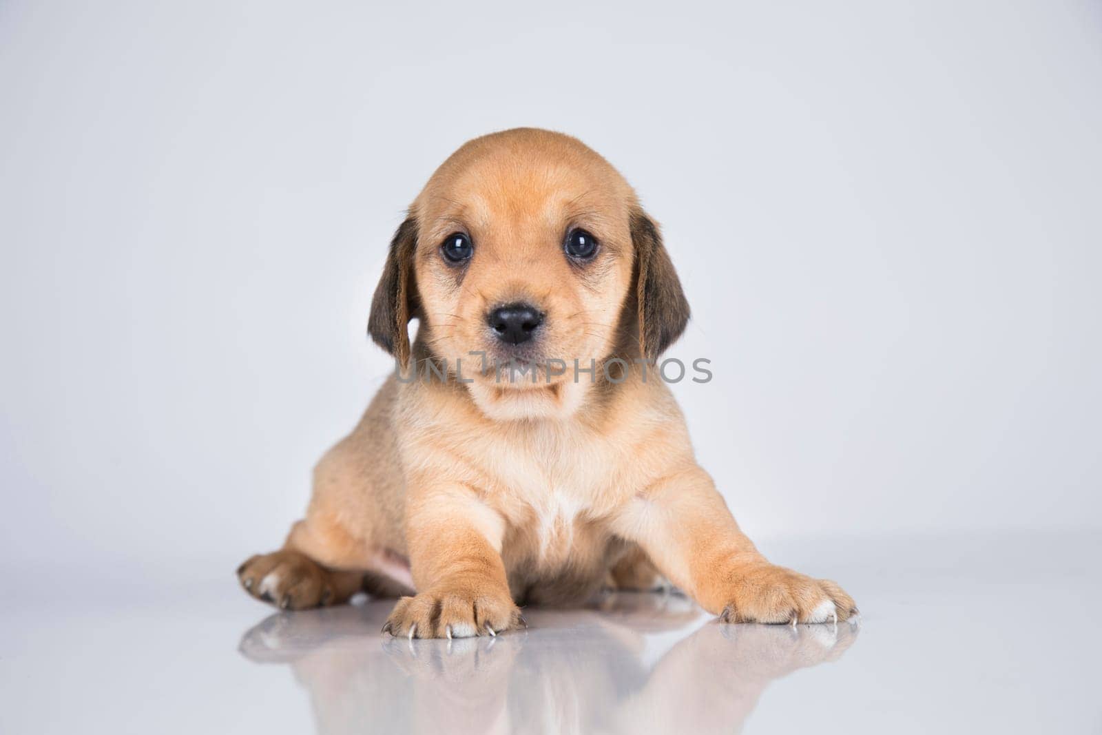 Little dog on a white background