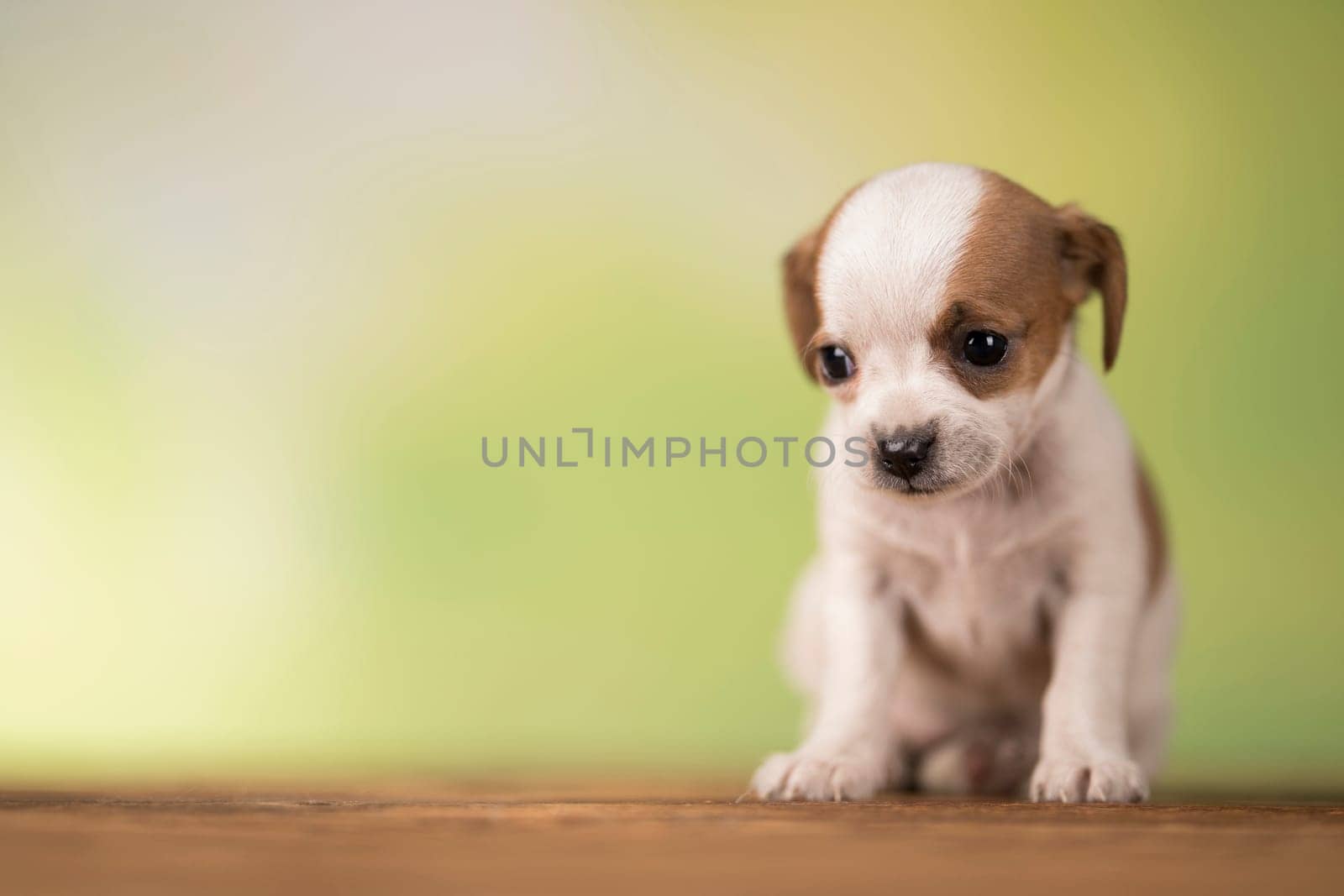 Pet, Little puppy dog, animals concept