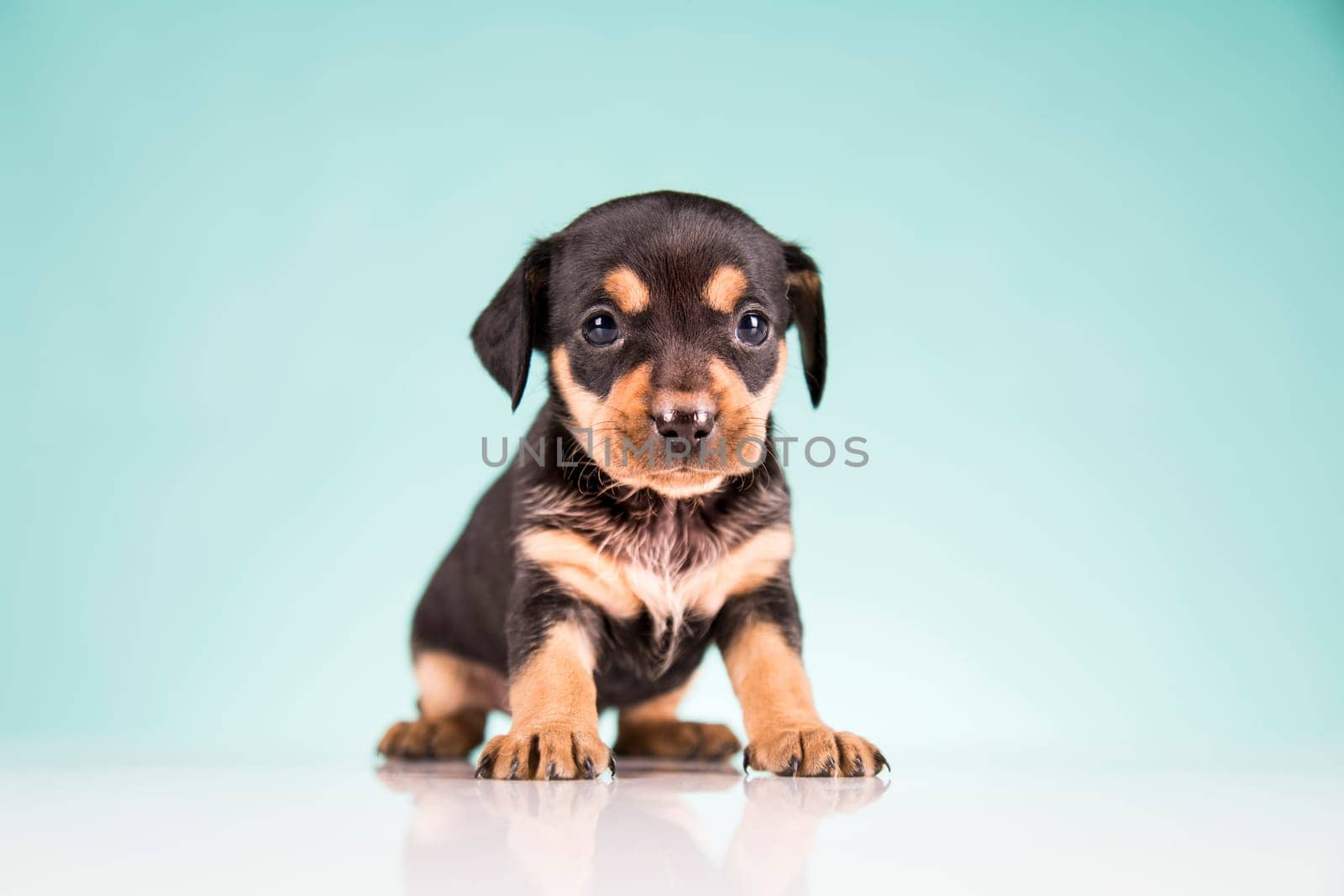 Pet, Little puppy dog, animals concept