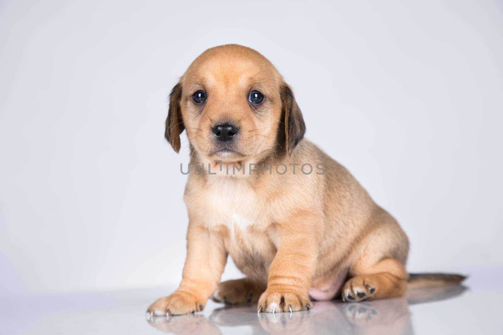 A small dog on a white background